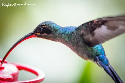 Hummingbirds of Costa Rica